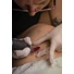 Obraz 6/9 -Bodobács Bondroe Tattoo Briony