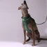 Obraz 4/7 -A whippet 15kg és M-es hám van rajta