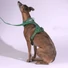 Obraz 3/7 -A whippet 15kg és M-es hám van rajta