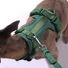 Obraz 2/7 -A whippet 15kg és M-es hám van rajta