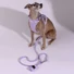 Obraz 6/8 -A whippet 15kg és M-es hám van rajta