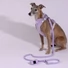 Obraz 7/8 -A whippet 15kg és M-es hám van rajta