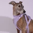 Obraz 2/8 -A whippet 15kg és M-es hám van rajta