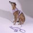 Obraz 8/8 -A whippet 15kg és M-es hám van rajta