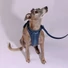 Obraz 5/7 -A whippet 15kg és M-es hám van rajta