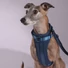 Obraz 2/7 -A whippet 15kg és M-es hám van rajta