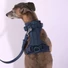 Obraz 6/7 -A whippet 15kg és M-es hám van rajta