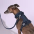Obraz 7/7 -A whippet 15kg és M-es hám van rajta