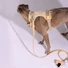 Obraz 3/6 -A whippet 15kg és M-es hám van rajta